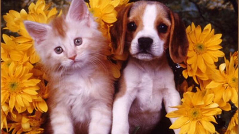 Kitten and Puppy — Yellow