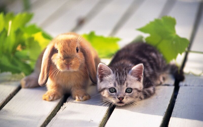 Kitten and Rabbit — Brown, Calm, Afternoon