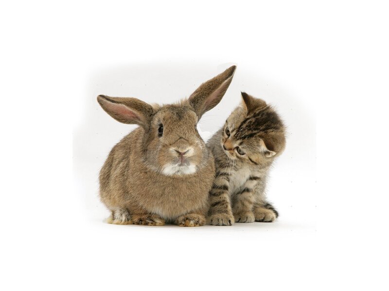 Kitten and Rabbit — Brown, Calm, Photograph