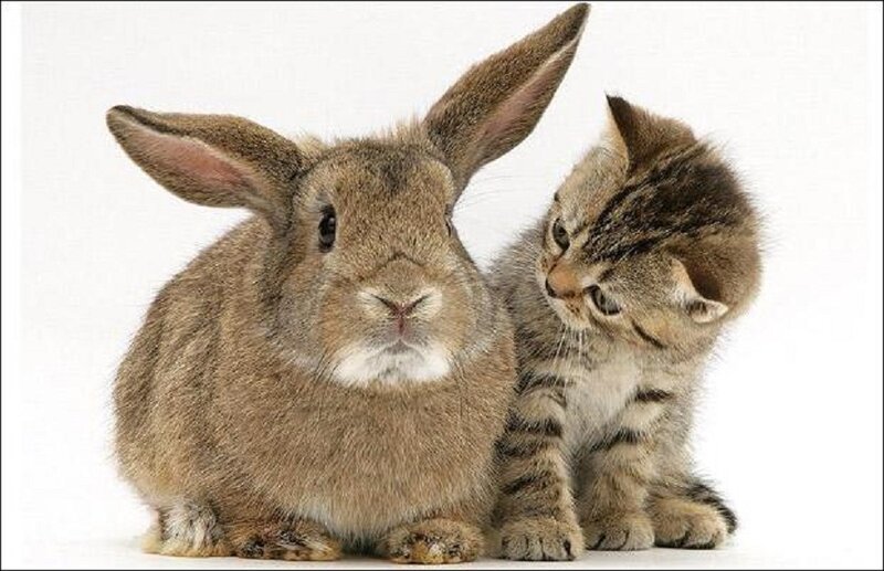 Kitten and Rabbit — Brown, Calm