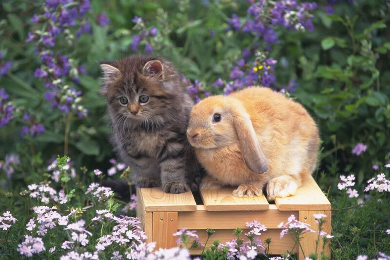 Kitten and Rabbit — Brown, Peaceful, Spring