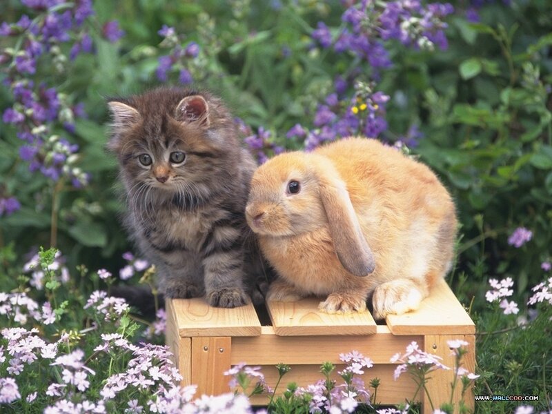 Kitten and Rabbit — Brown