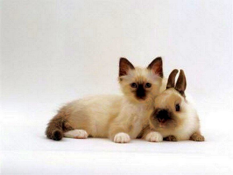 kitten and rabbit cuddling