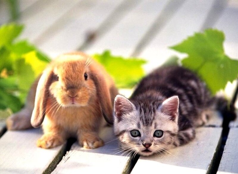 Kitten and Rabbit — Gray, Calm, Afternoon, Photograph