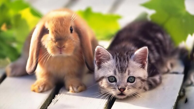 Kitten and Rabbit — Gray, Calm