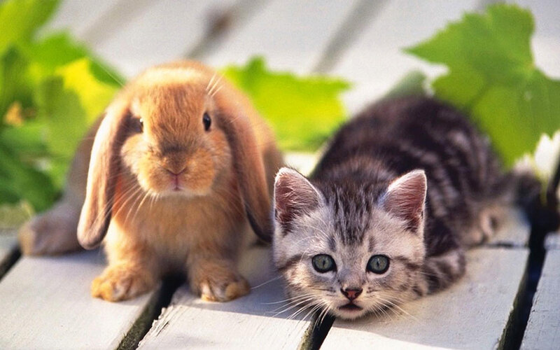 Kitten and Rabbit — Gray