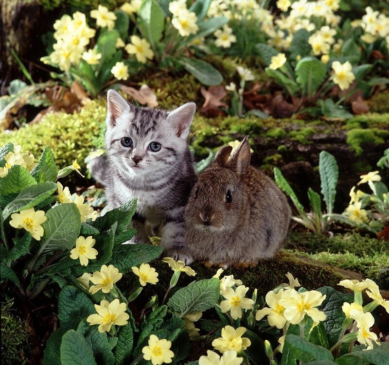 Kitten and Rabbit in Flowers