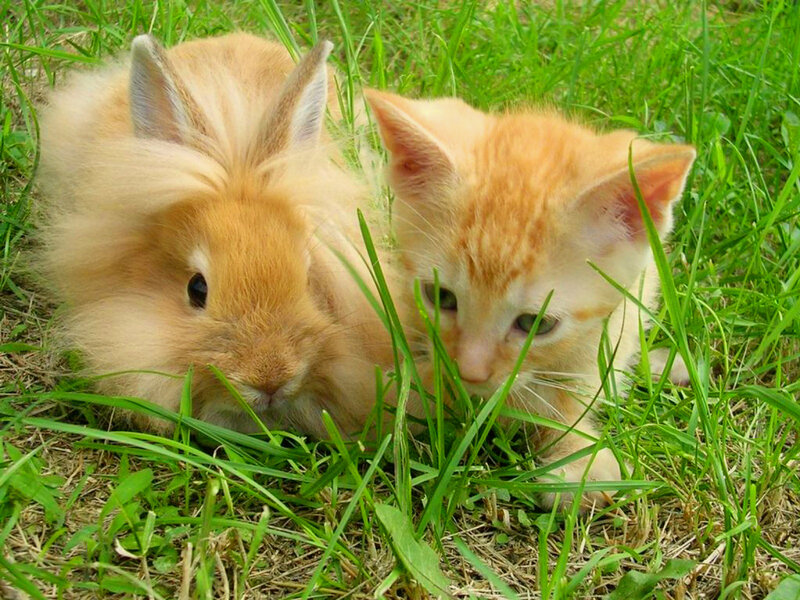 Kitten and Rabbit in Grass — Green, Calm