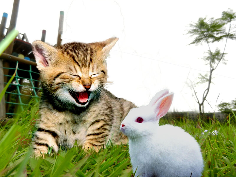 Kitten and Rabbit in Grass