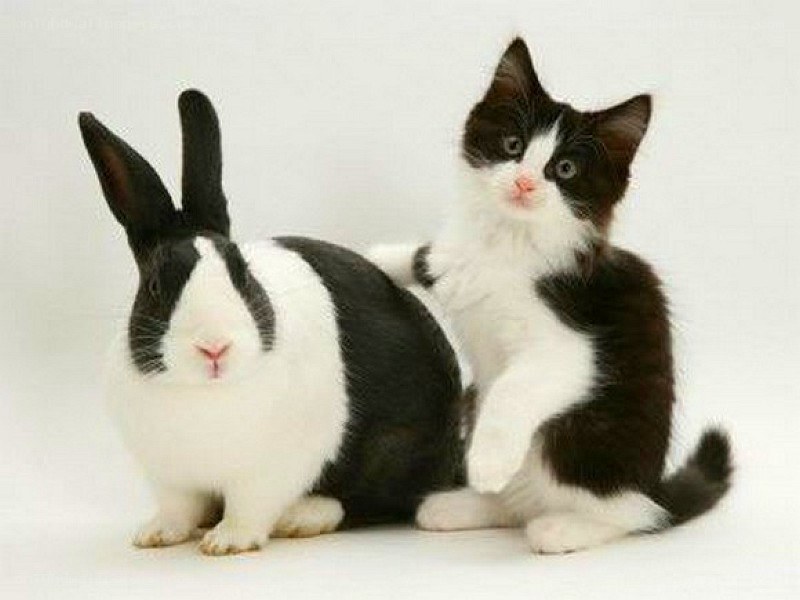 kitten and rabbit together