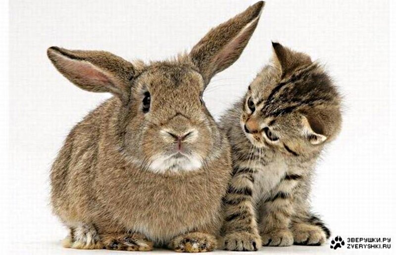 Kitten and Rabbit Together — Brown, Calm
