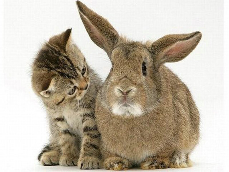 Kitten and Rabbit Together — Brown