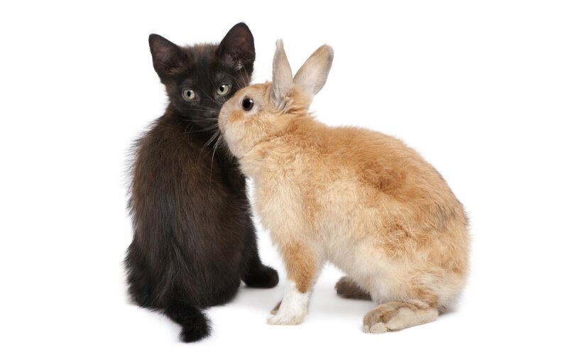 kitten and rabbit together