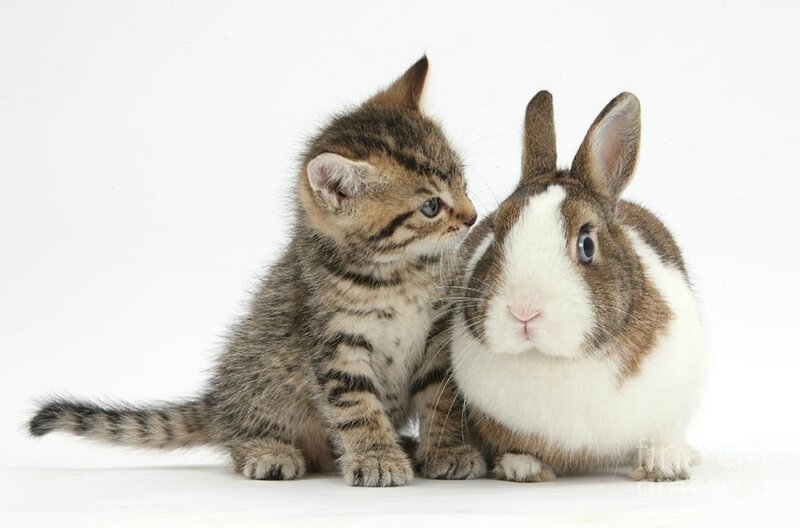 Kitten and Rabbit — White, Calm