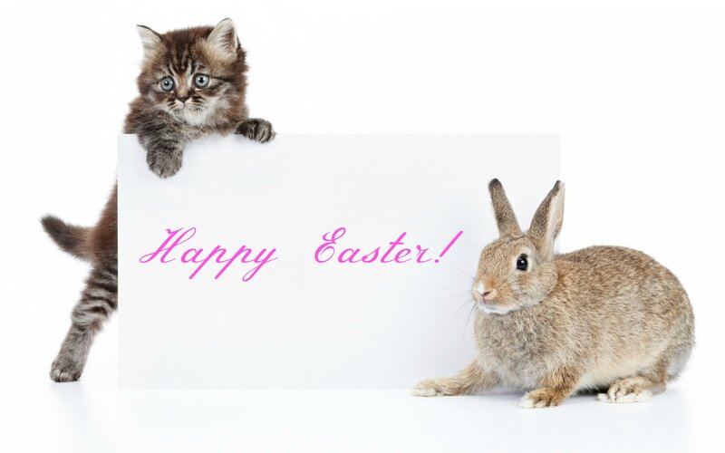 Kitten and Rabbit — White, Playful