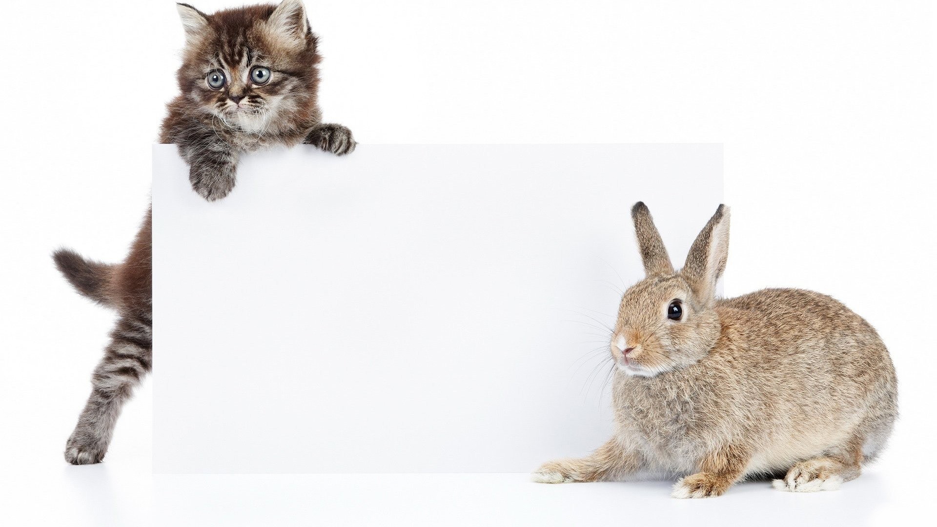 kitten and rabbit with blank sign