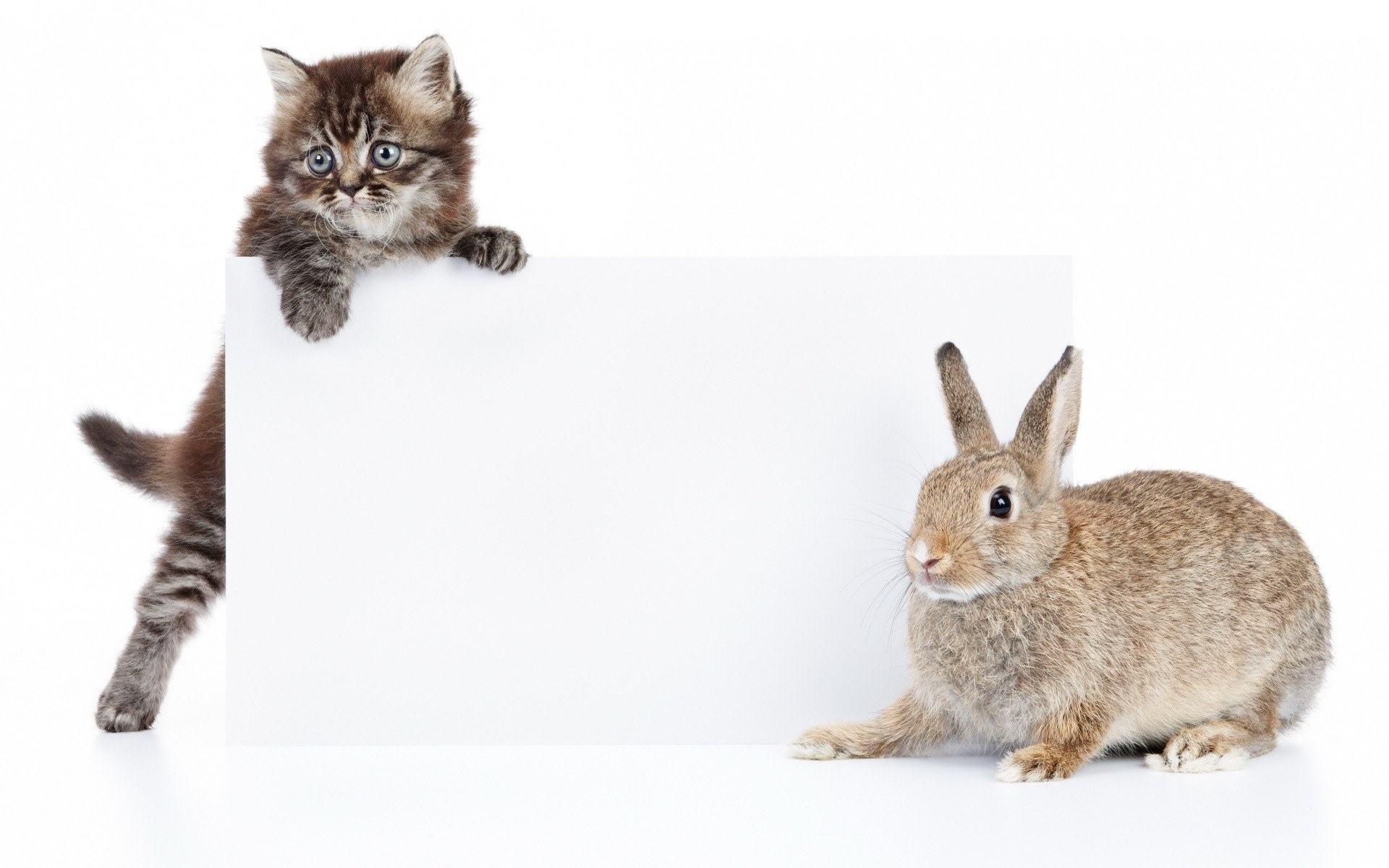 kitten and rabbit with blank sign