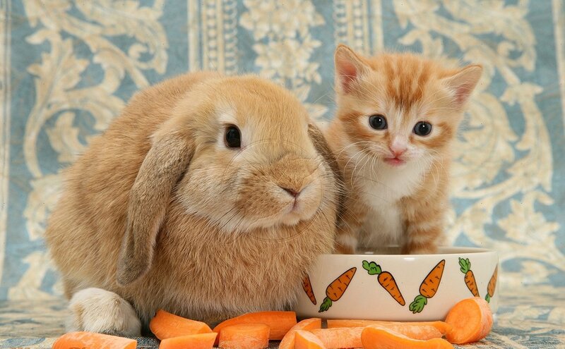 Kitten and Rabbit with Carrots