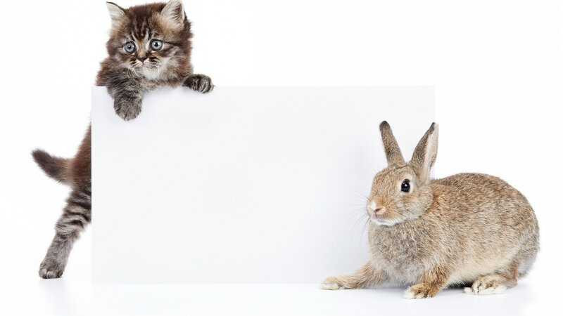 Kitten and Rabbit with Sign
