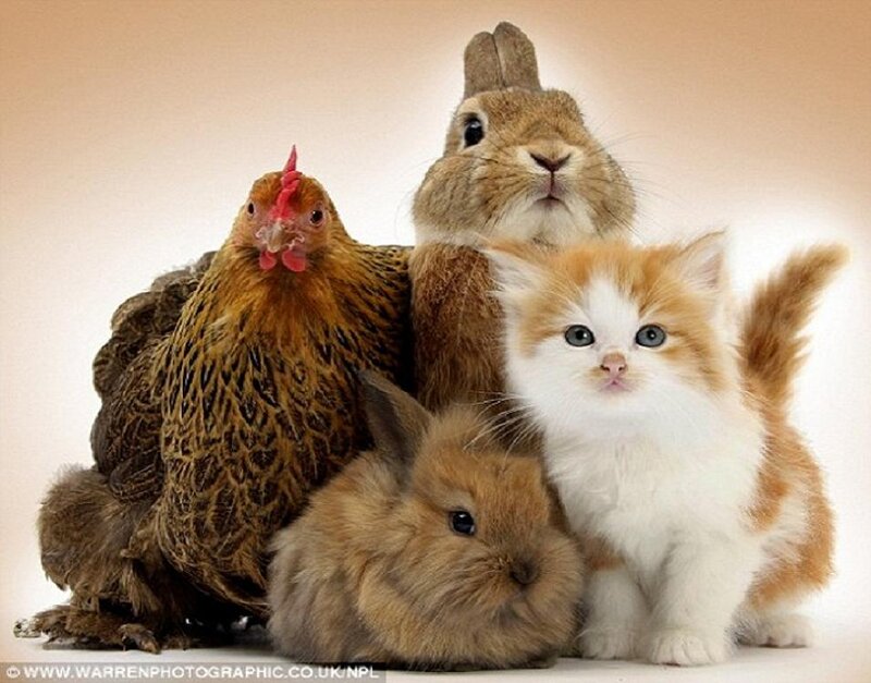 Kitten and Rabbits