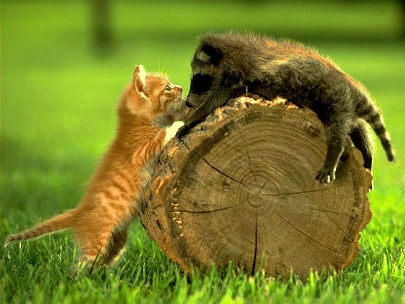 Kitten and Raccoon Cub