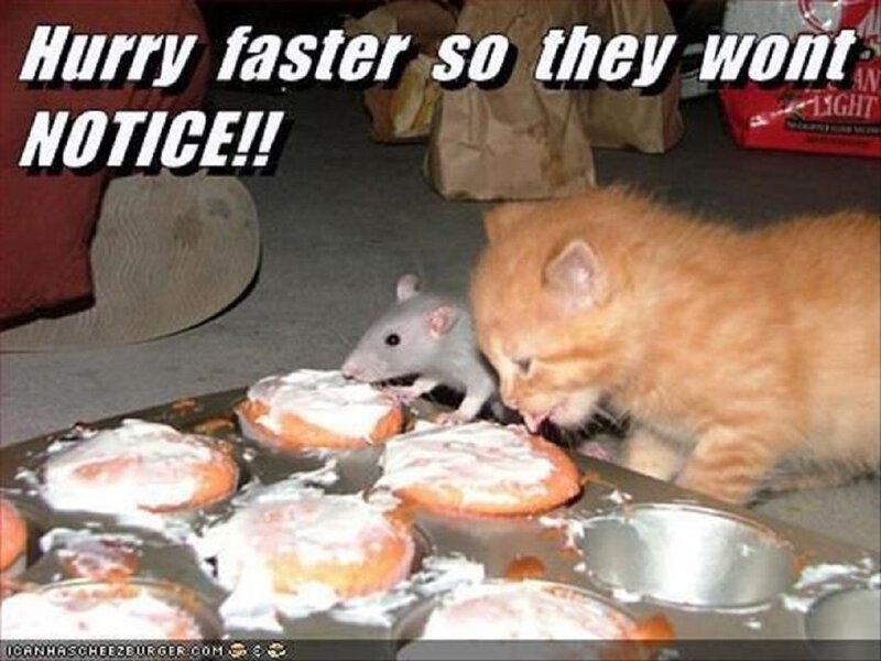 Kitten and Rat Eating Pastries
