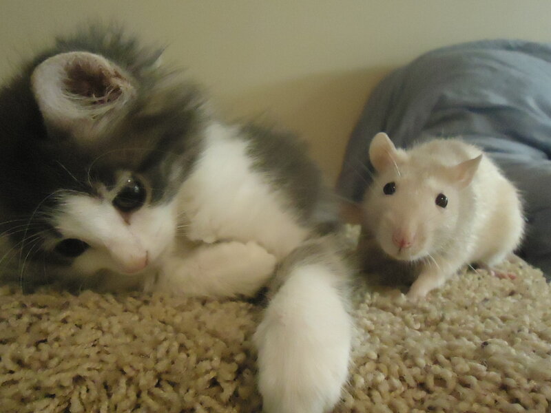Kitten and Rat Together