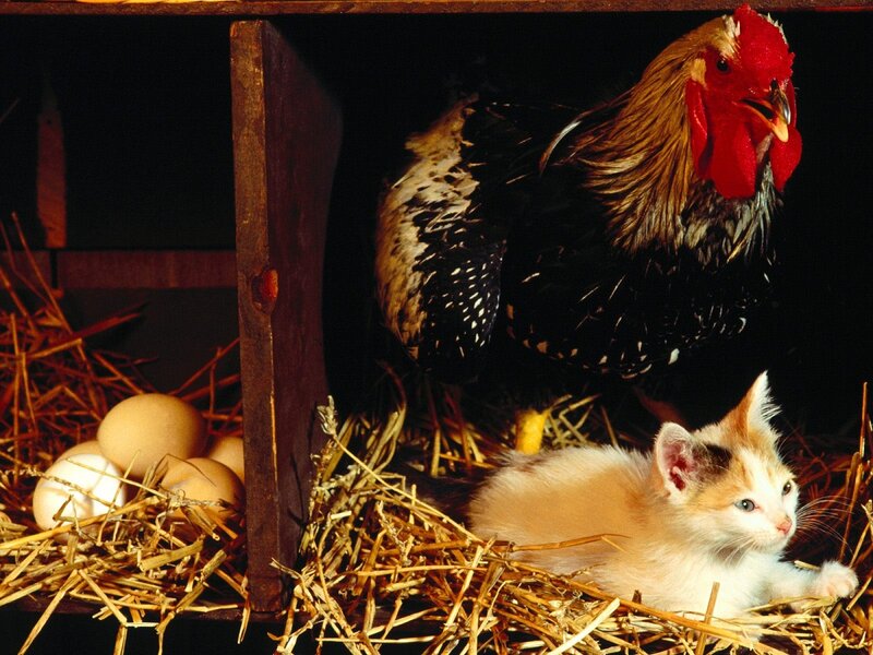 Kitten and Rooster