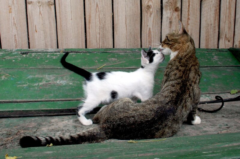 Kitten and Tabby Cat