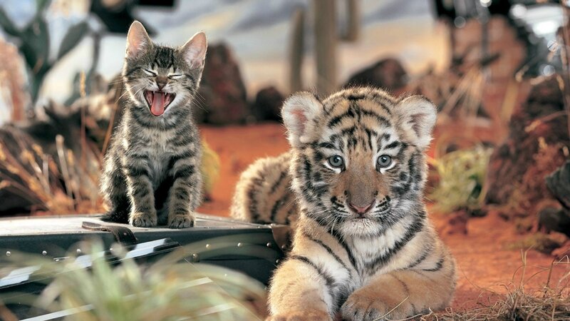 kitten and tiger cub together
