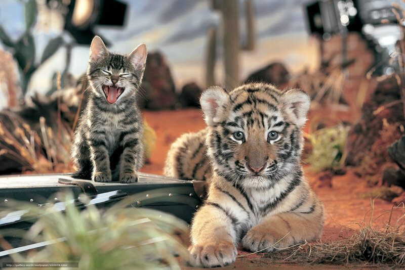 Kitten and tiger cub together