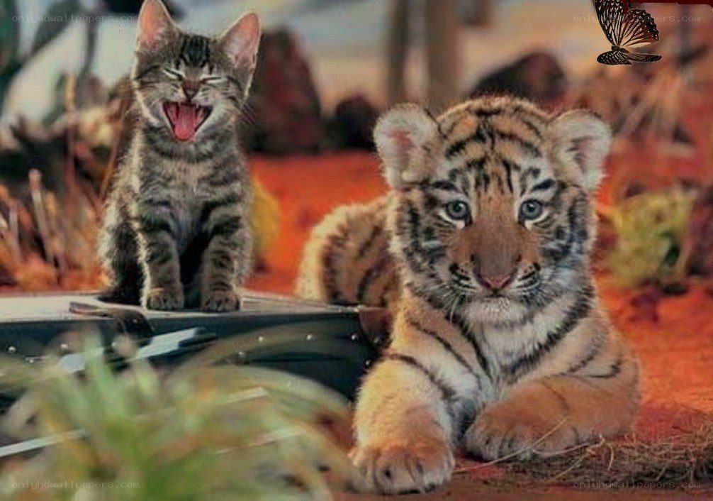 kitten and tiger cub together