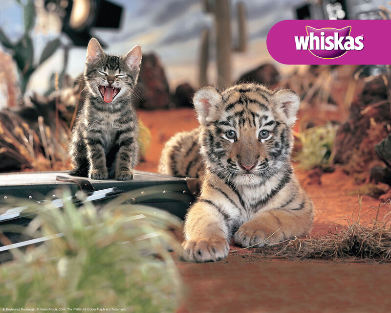 kitten and tiger cub together