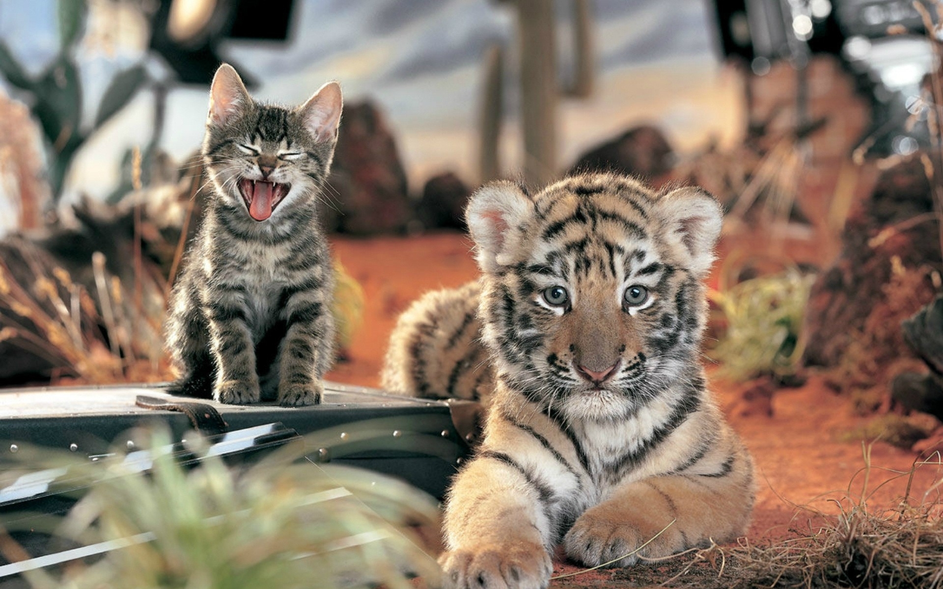 Kitten and tiger cub together