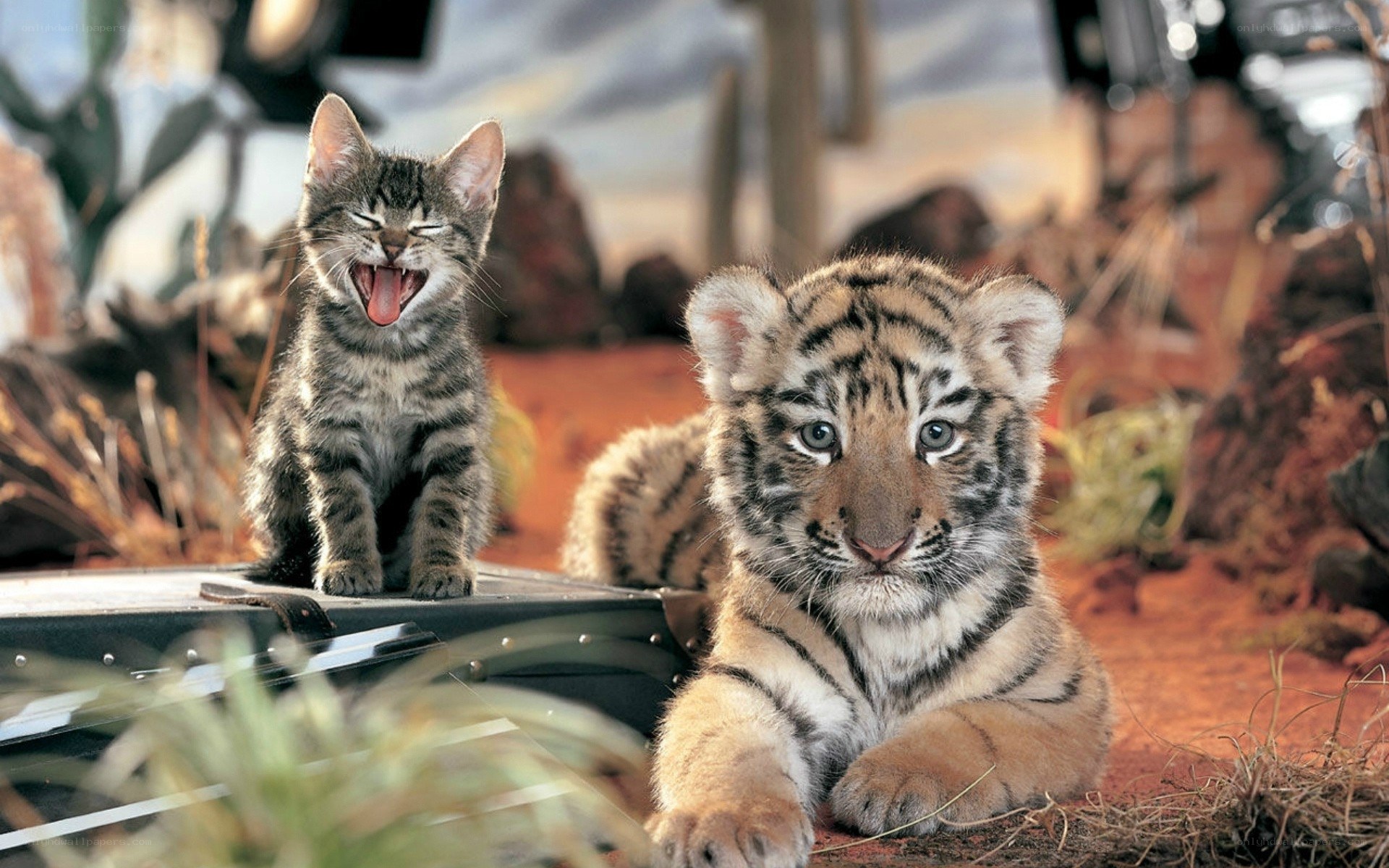 Kitten and tiger cub together