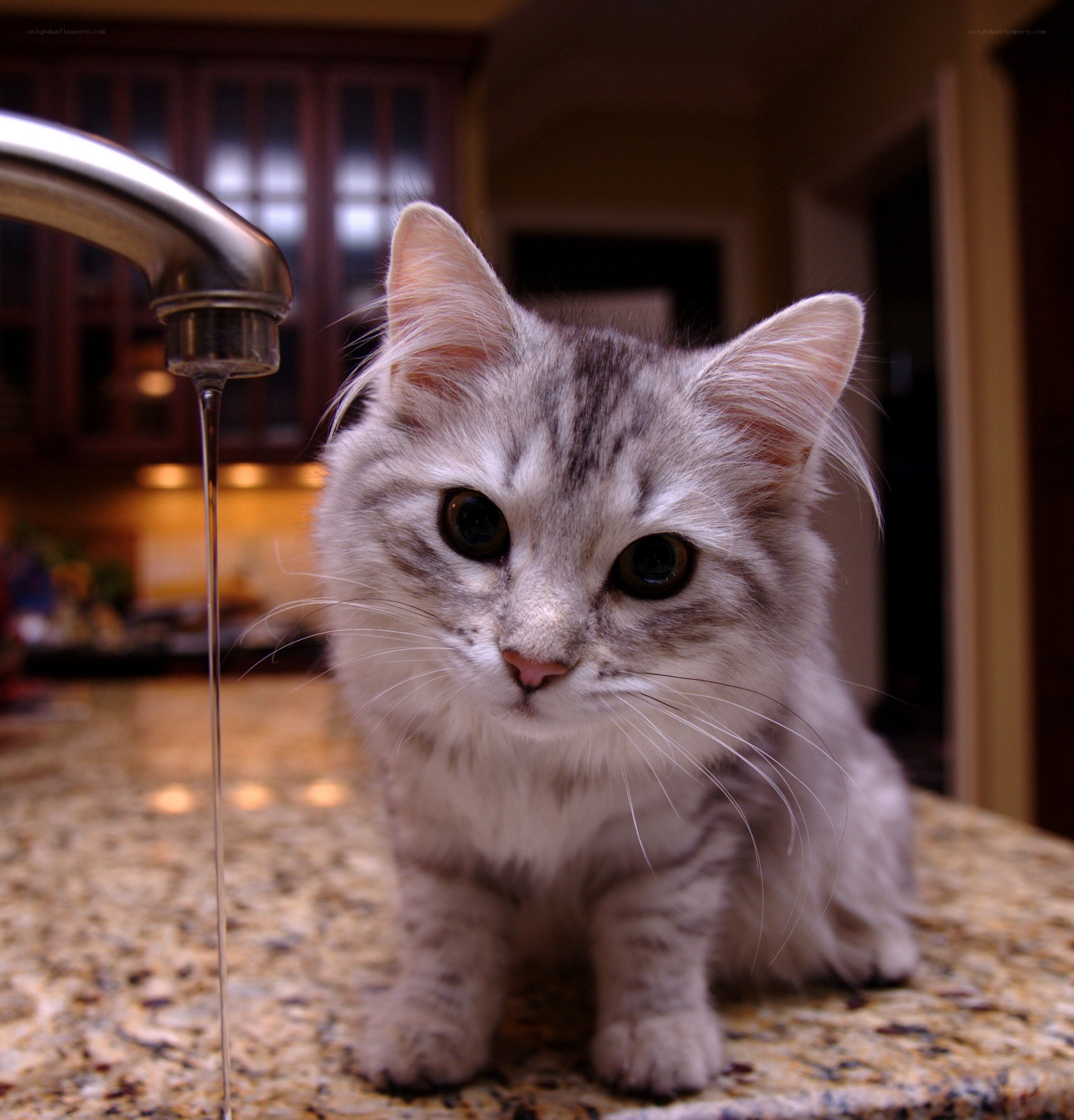 kitten at kitchen sink