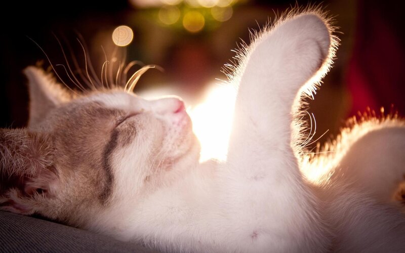 kitten basking in sunlight