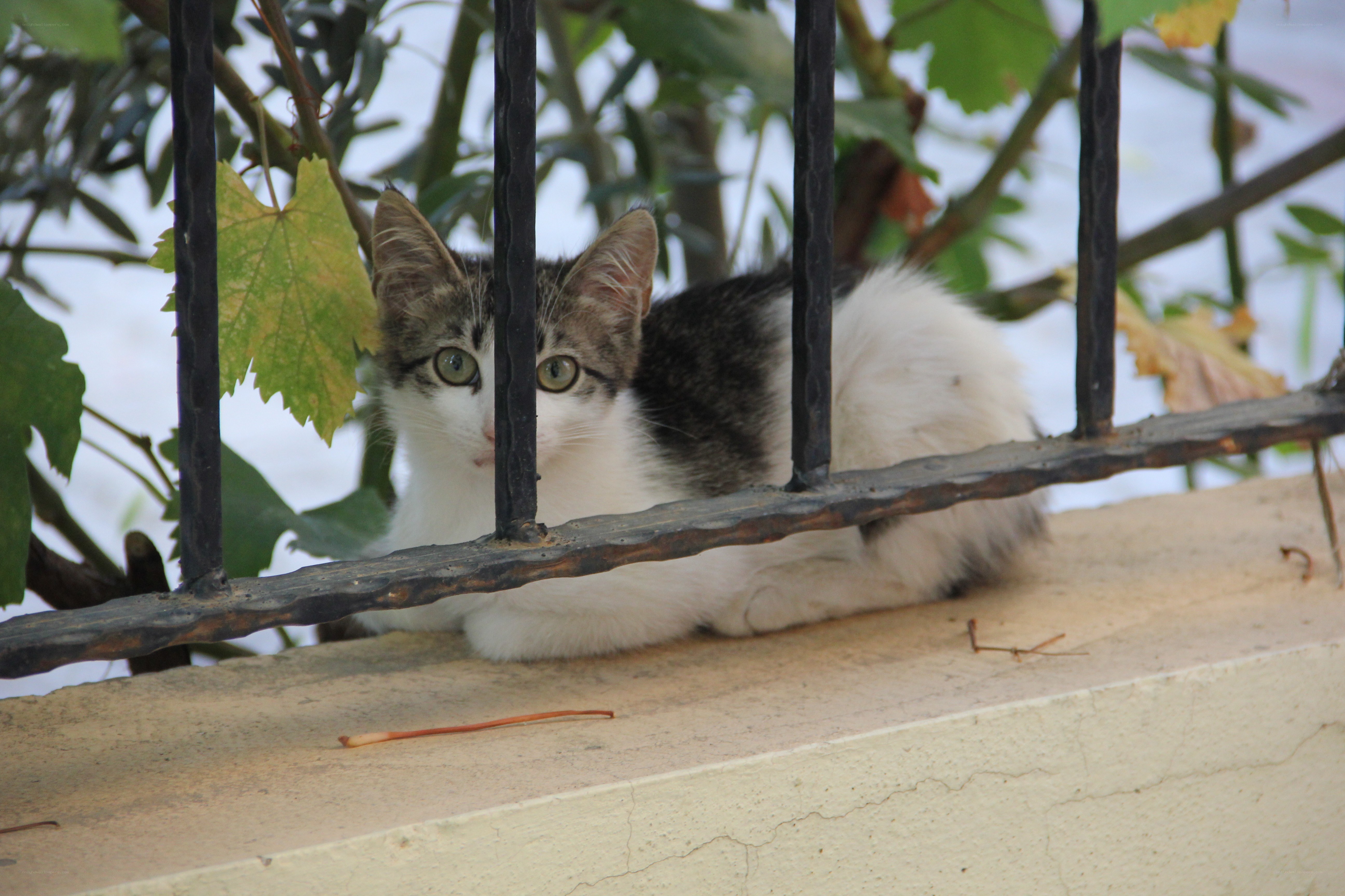 kitten behind a fence