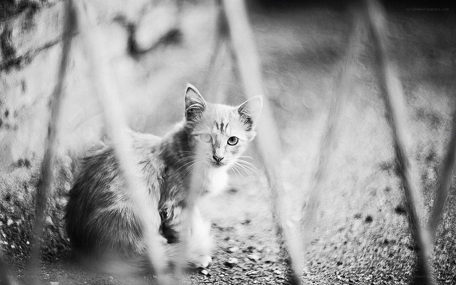 Kitten behind a fence