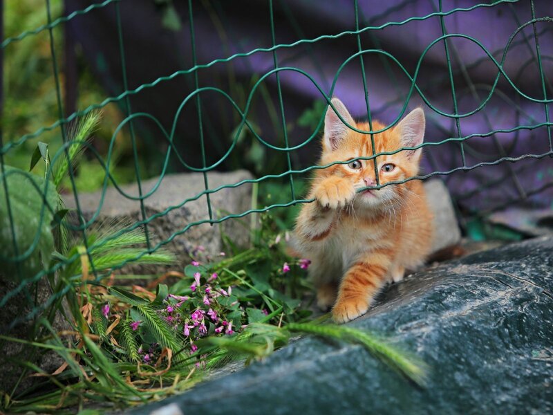 Kitten behind a wire fence
