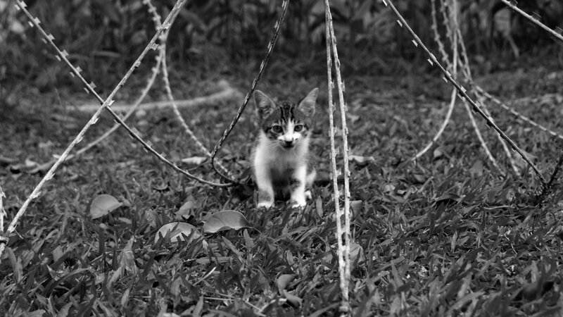 kitten behind barbed wire