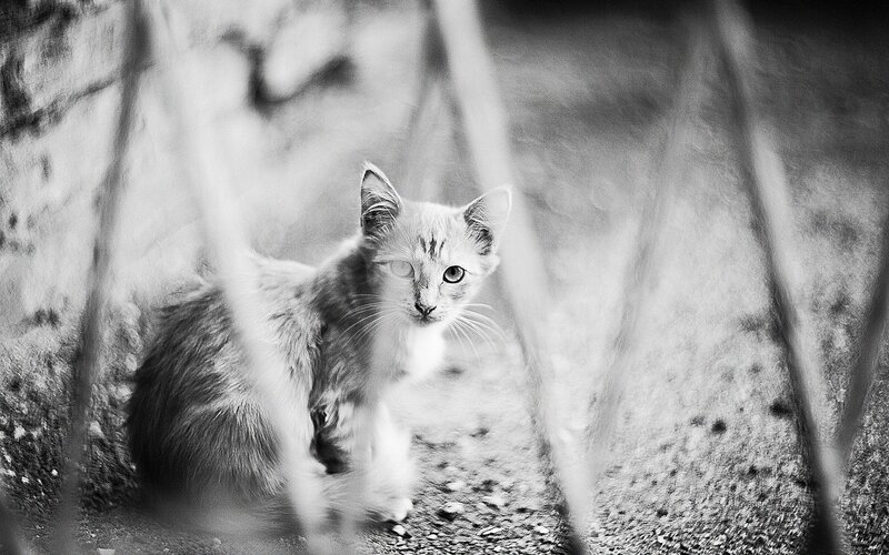kitten behind bars