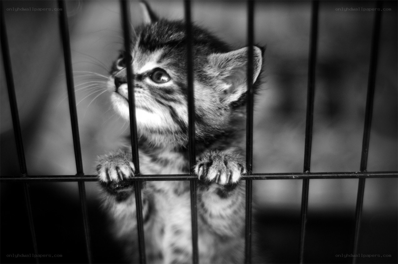 kitten behind cage bars