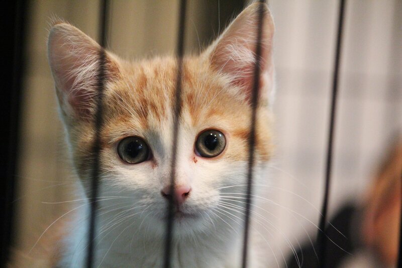 kitten behind cage bars