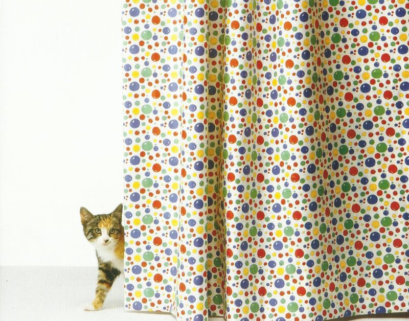 Kitten Behind Curtain