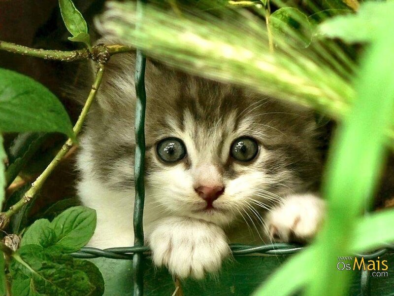 Kitten Behind Fence — Green