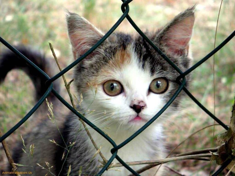 Kitten Behind Fence