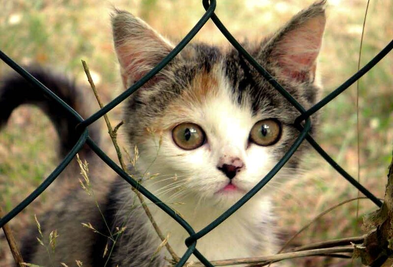 Kitten Behind Fence — White
