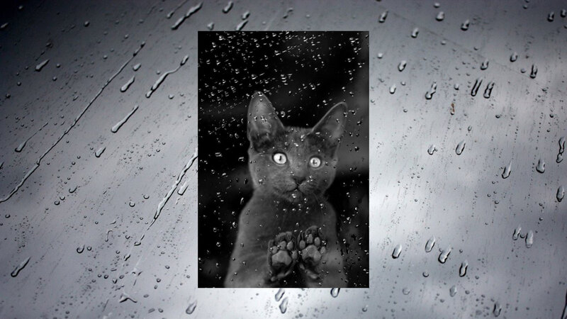 Kitten Behind Glass