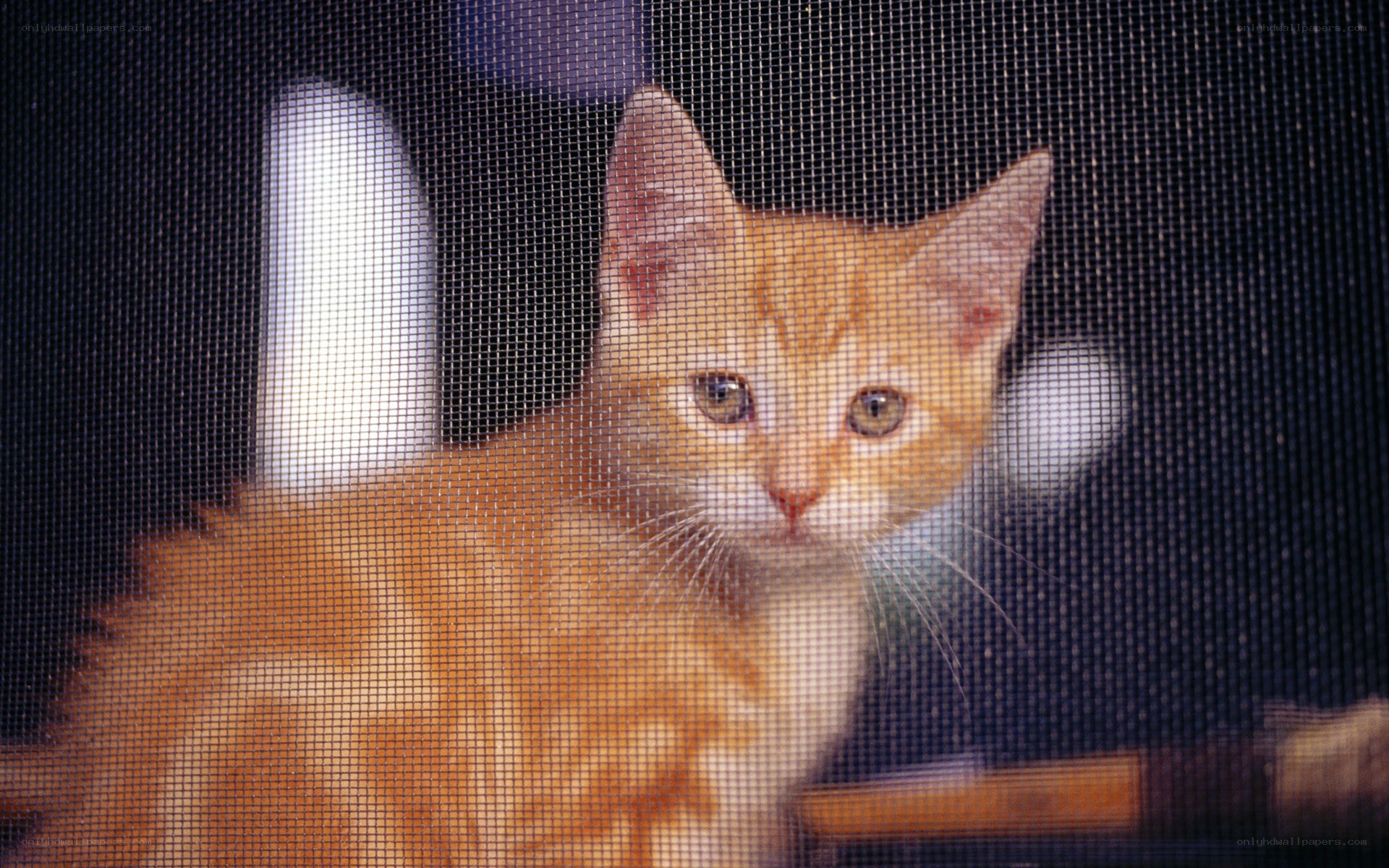 kitten behind screen door